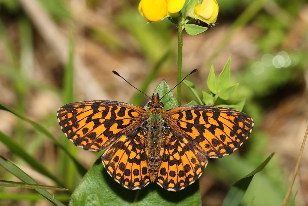 melitea da identificare: No, Boloria (Clossiana) dia