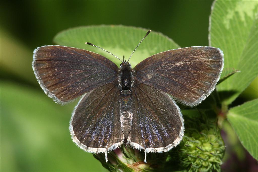 licenide da identif.:Cupido (Everes) argiades ♀♂