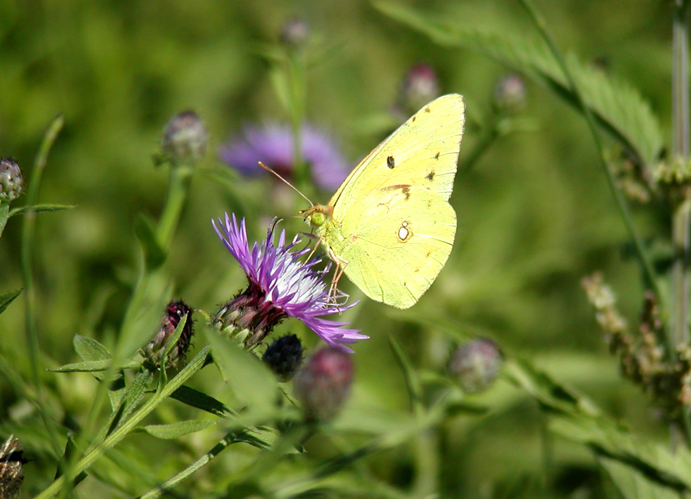 Polyommatus e Colias ?