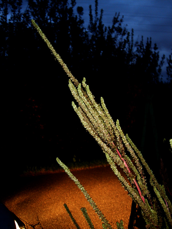 Amaranthus tuberculatus / Amaranto tubercolato