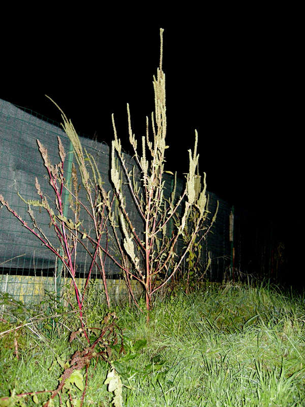 Amaranthus tuberculatus / Amaranto tubercolato