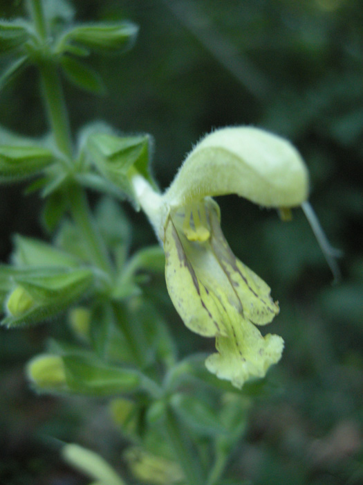 Salvia glutinosa