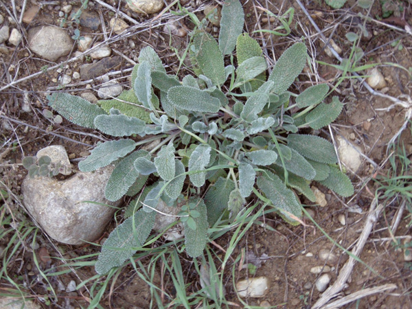 Stachys germanica subsp. salviifolia