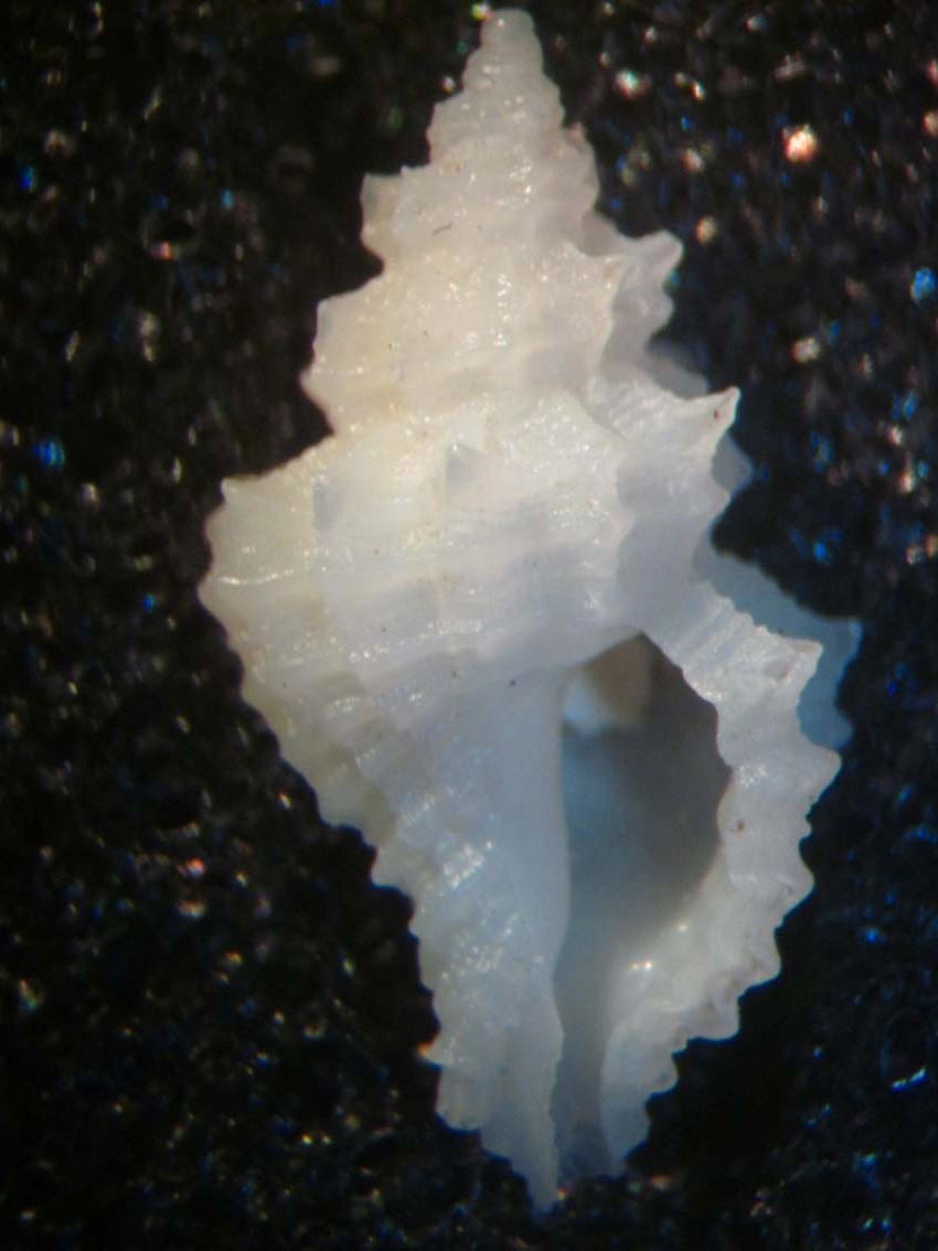 ocinebrina hispidula