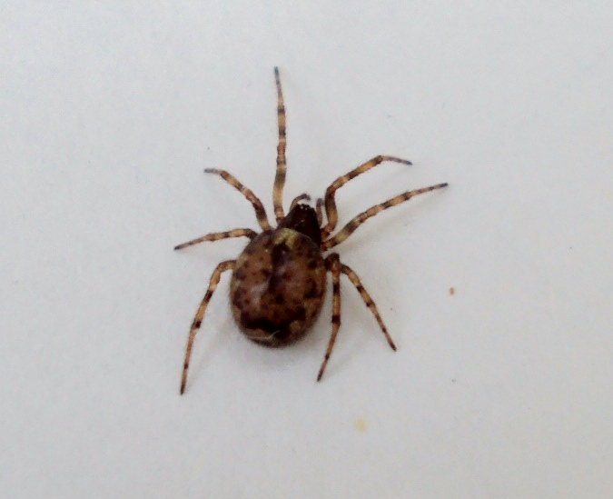 Enoplognatha sp.