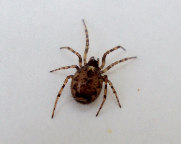 Enoplognatha sp.