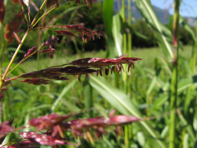 Sorgum halepense