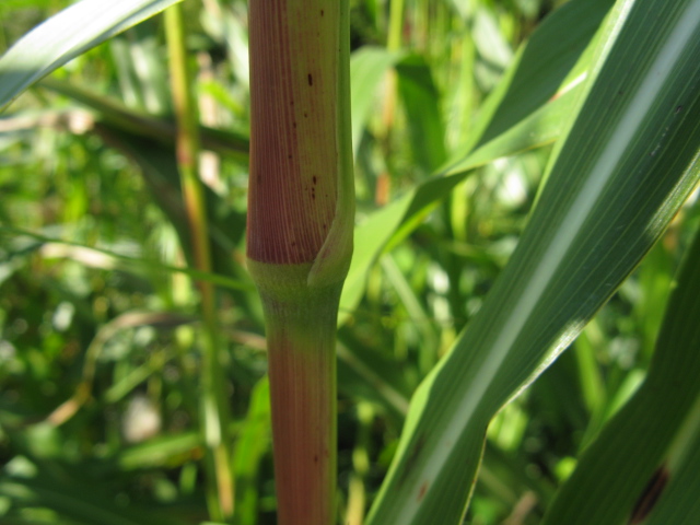 Sorgum halepense