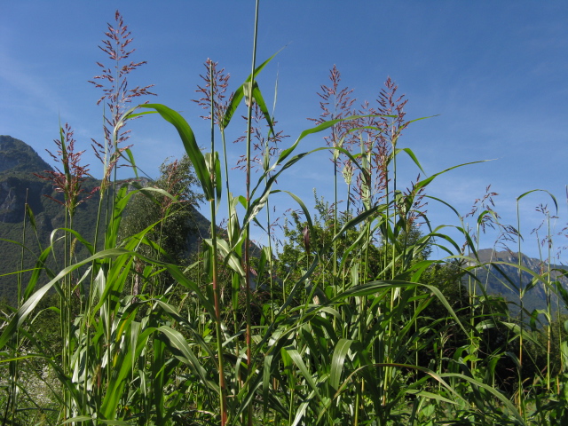 Sorgum halepense