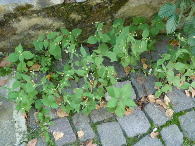 Galinsoga quadriradiata / Galinsoga ciliata