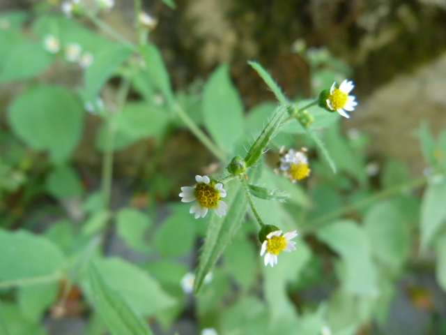 Galinsoga quadriradiata / Galinsoga ciliata