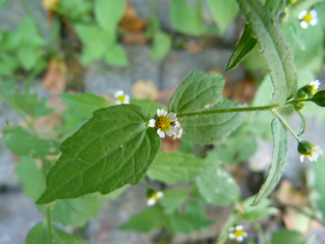 Galinsoga quadriradiata / Galinsoga ciliata