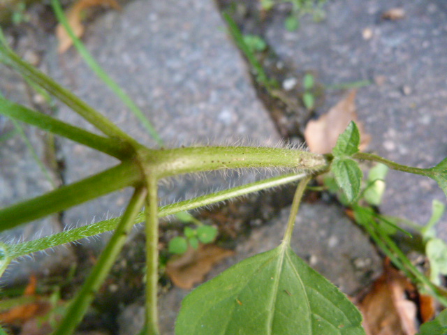 Galinsoga quadriradiata / Galinsoga ciliata