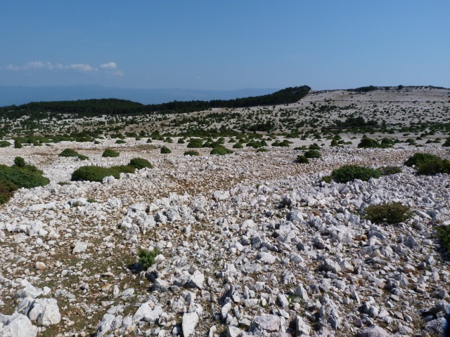 Ortottero isola di Krk - Prionotropis hystrix