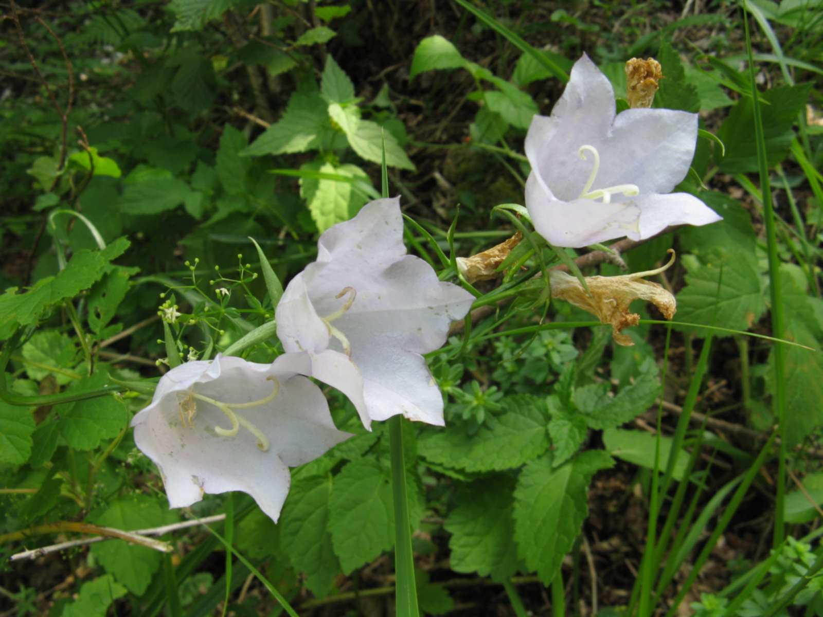 Campanula persicifolia / Campanula con foglie di pesco
