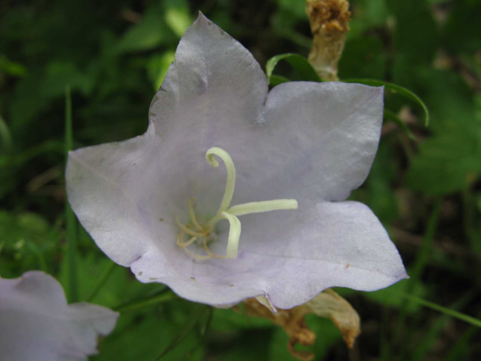Campanula persicifolia / Campanula con foglie di pesco