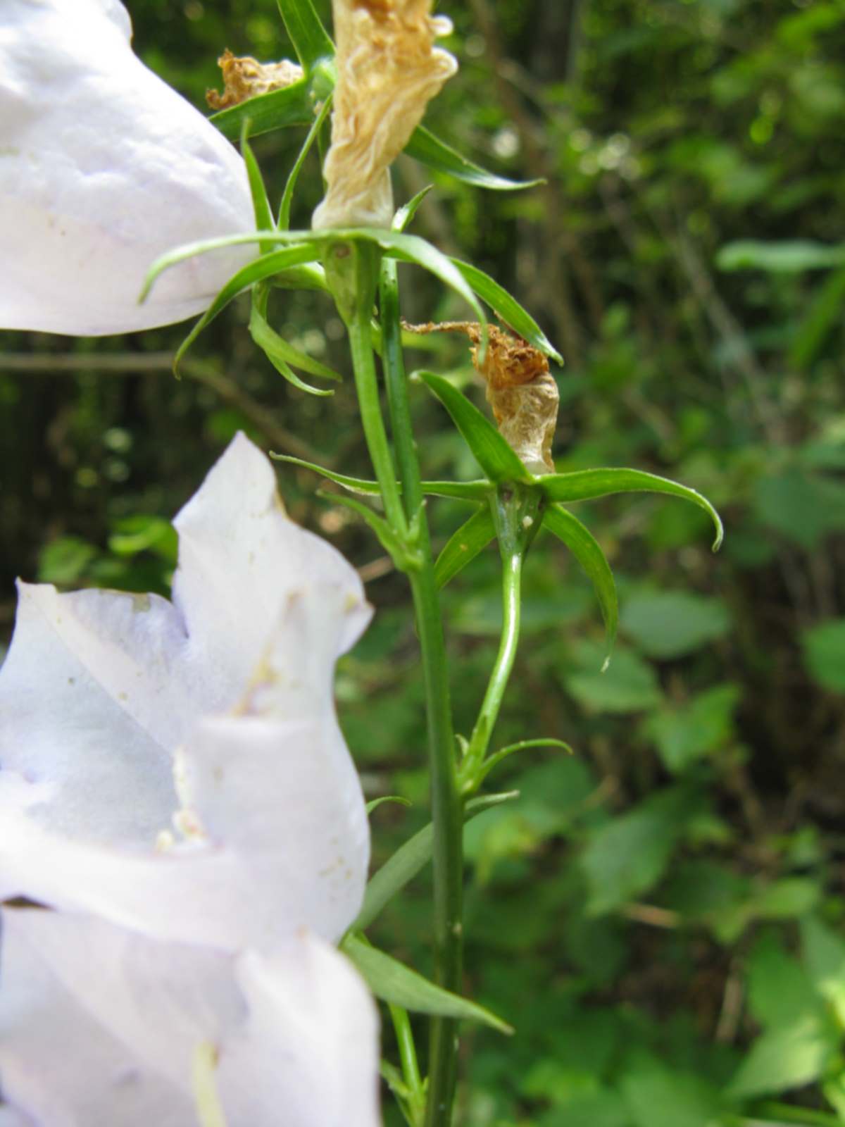Campanula persicifolia / Campanula con foglie di pesco