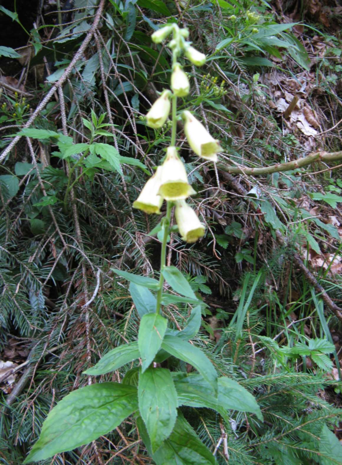 Prealpi Bellunesi -Digitalis grandiflora