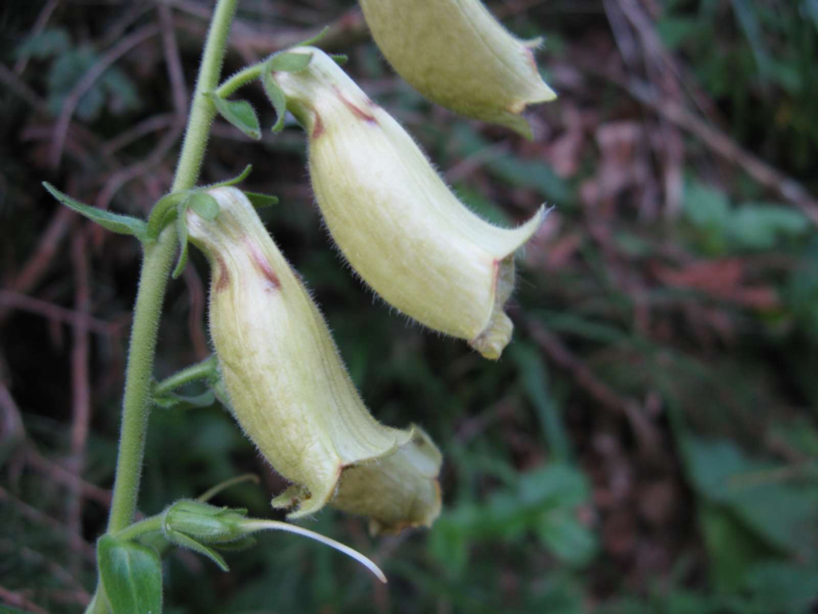 Prealpi Bellunesi -Digitalis grandiflora