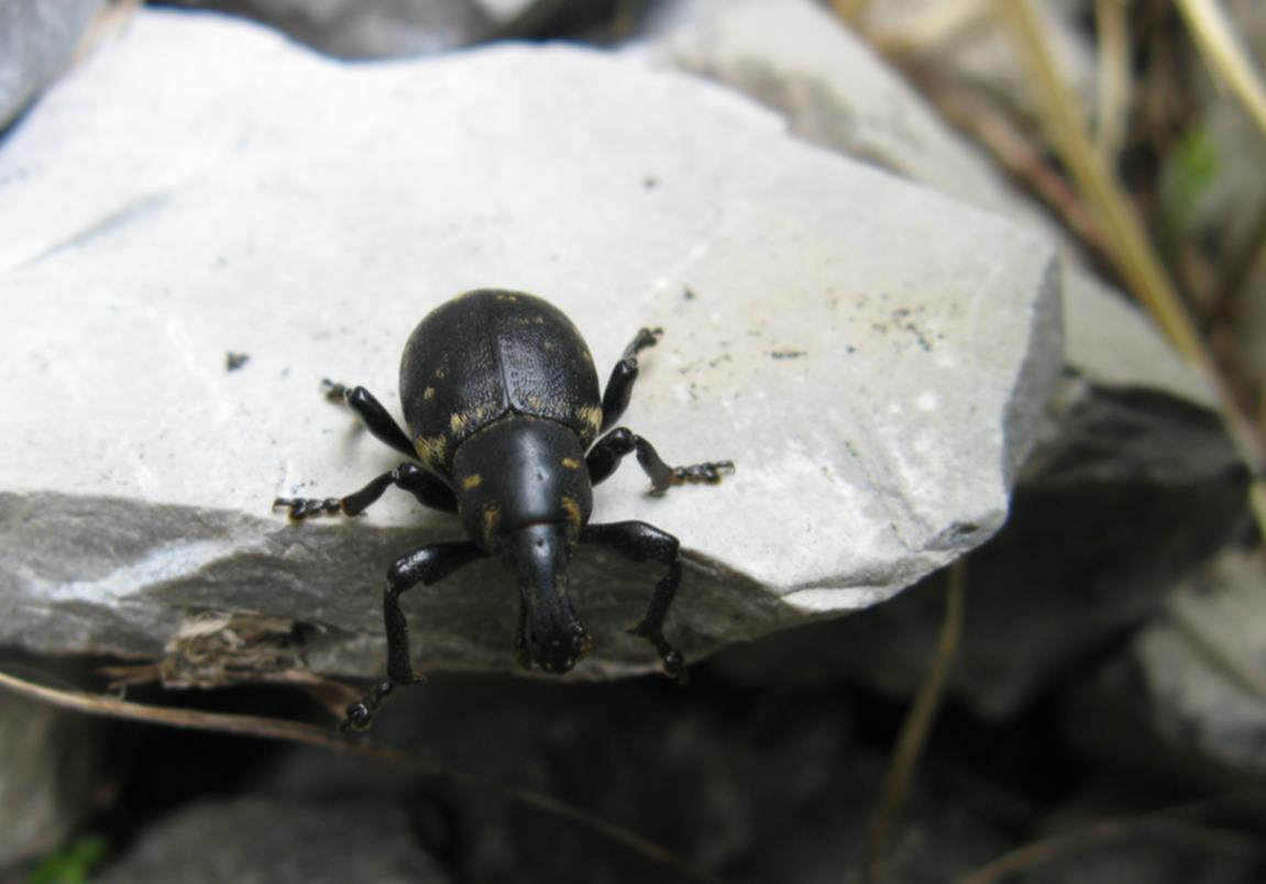 Liparus germanus (Curculionidae)