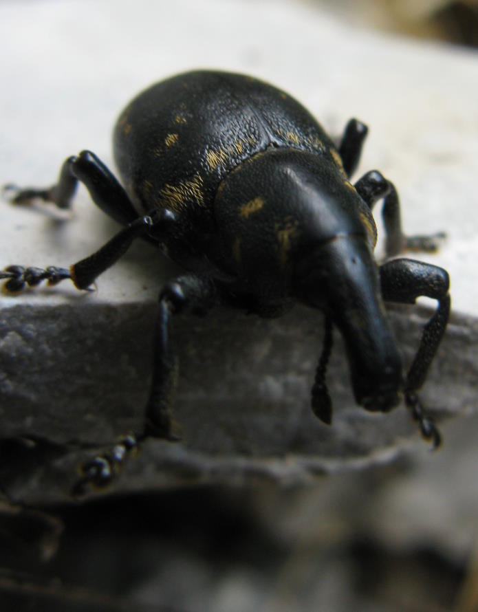 Liparus germanus (Curculionidae)