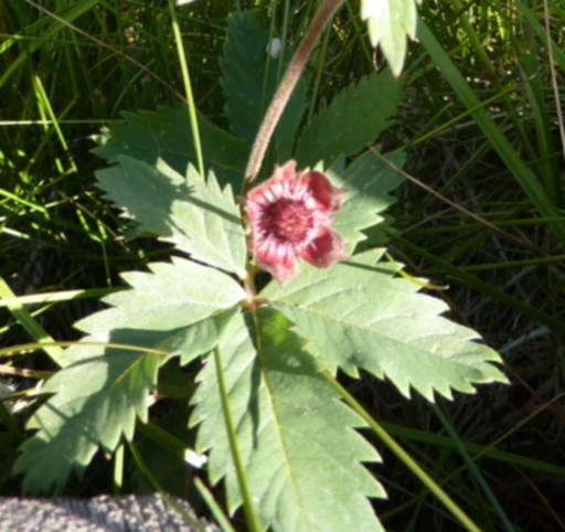 Rosacea - Dolomiti - Potentilla palustris