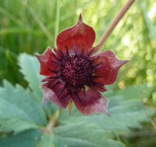 Rosacea - Dolomiti - Potentilla palustris