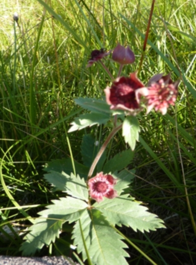 Rosacea - Dolomiti - Potentilla palustris