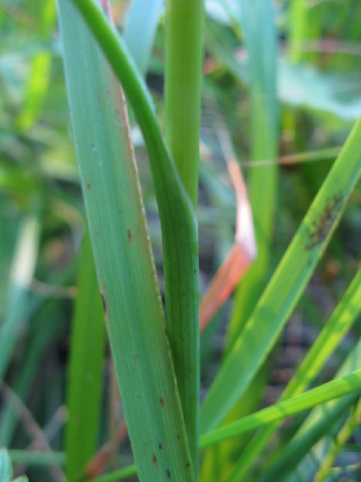 Allium carinatum / Aglio delle streghe