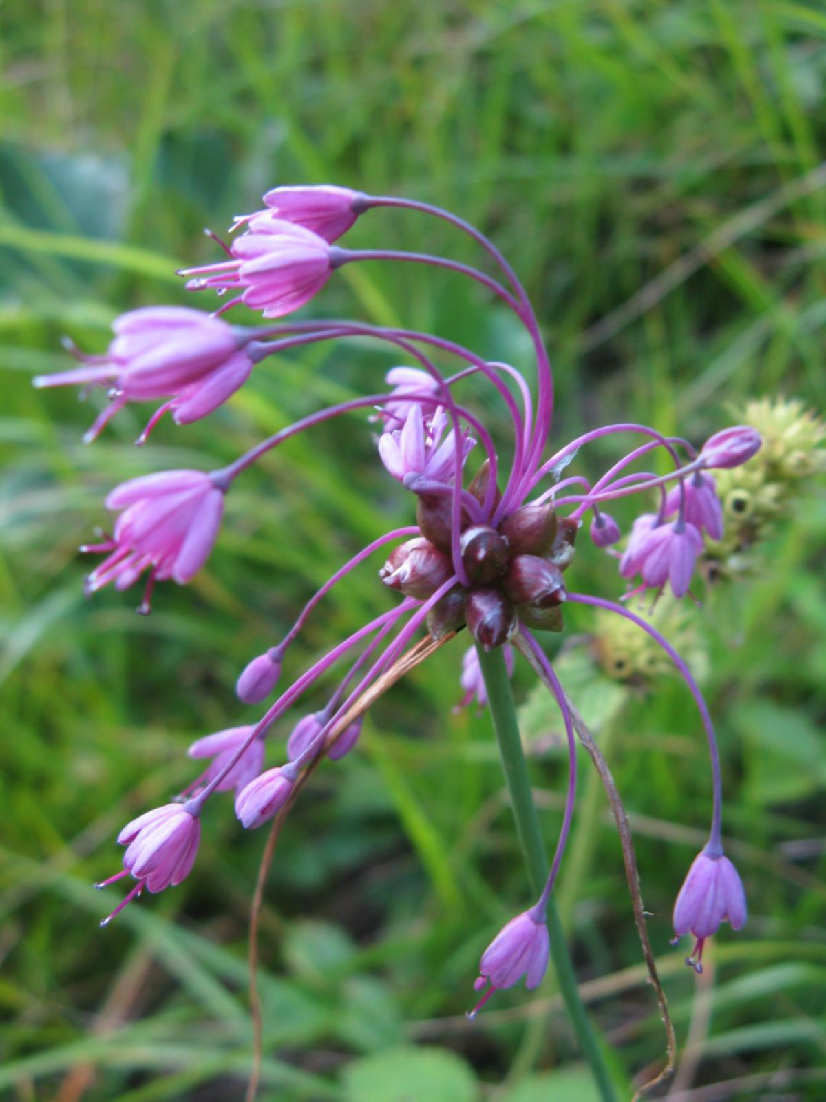 Allium carinatum / Aglio delle streghe