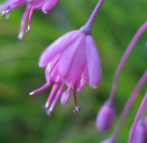 Allium carinatum / Aglio delle streghe
