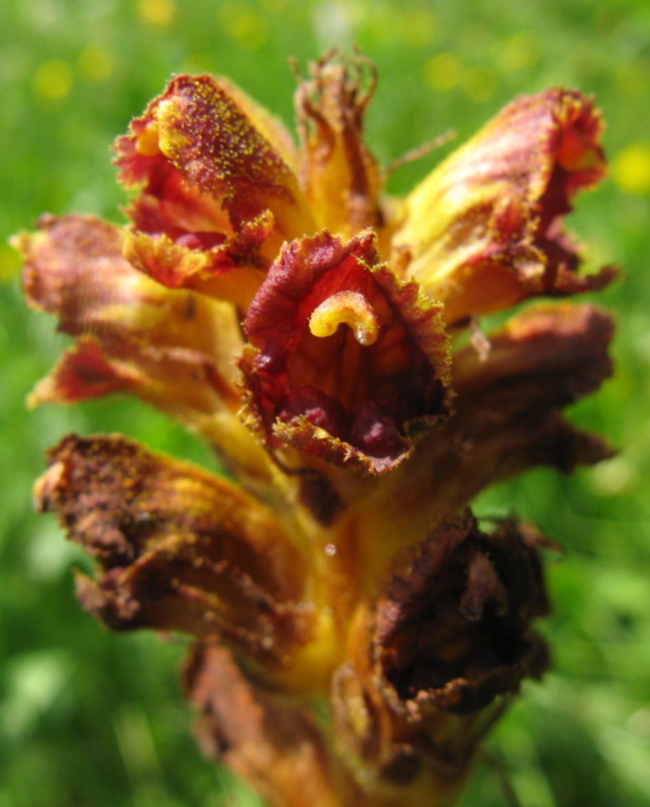 Orobanche salviae?