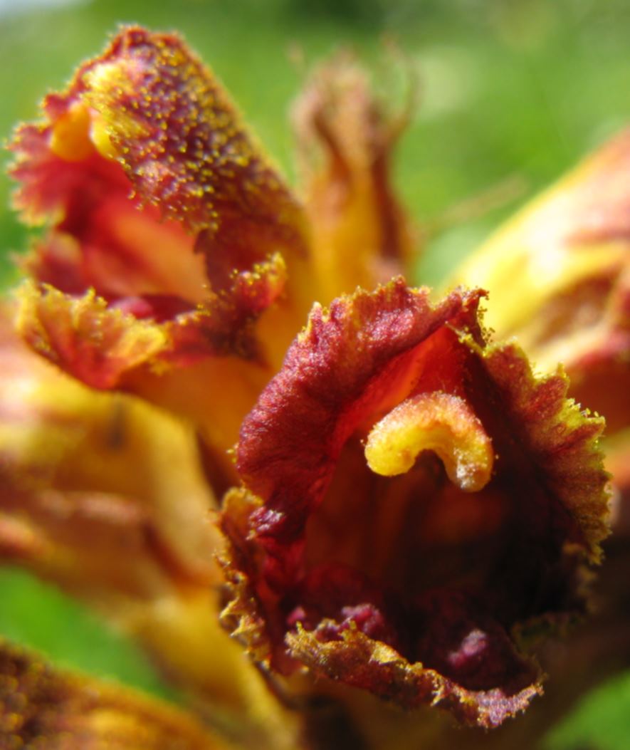 Orobanche salviae?