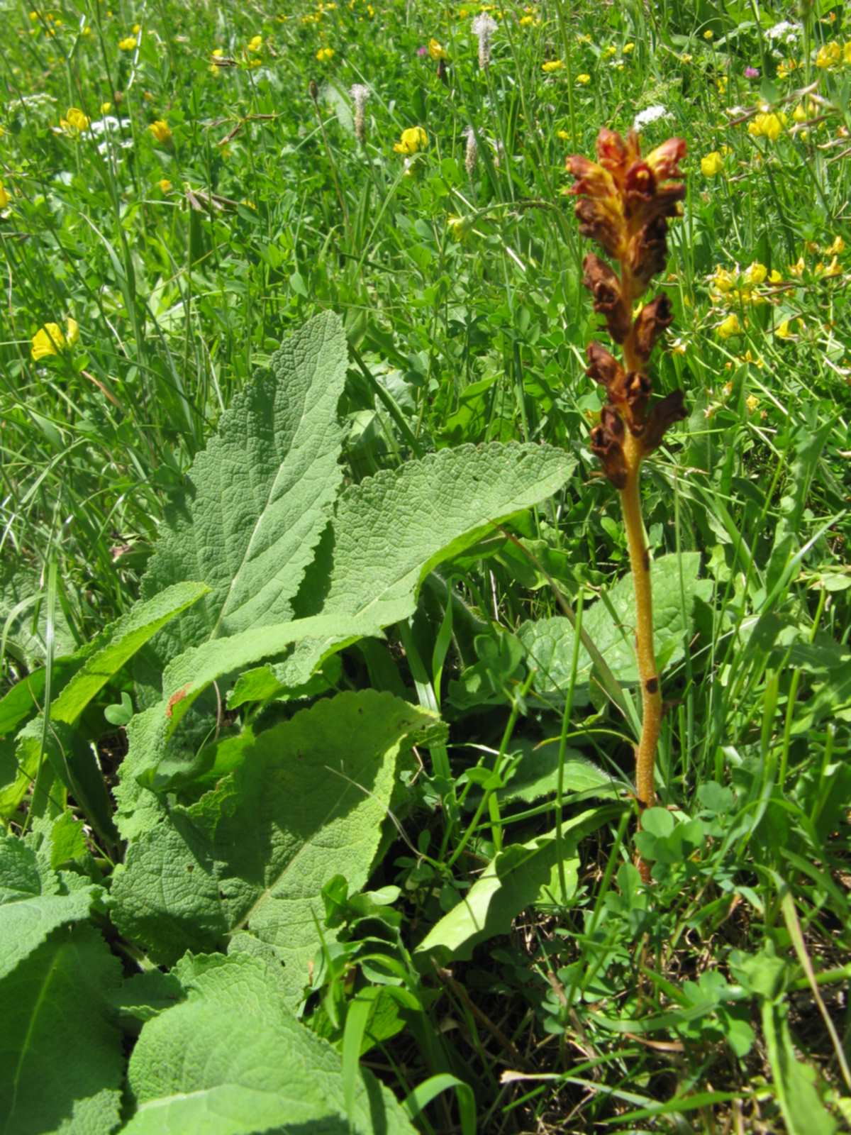 Orobanche salviae?