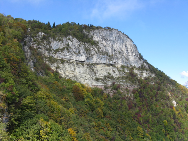 Spiumata  Bellunese. Ciuffolotto (Pyrrhula pyrrhula)