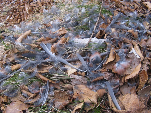 Spiumata  Bellunese. Ciuffolotto (Pyrrhula pyrrhula)