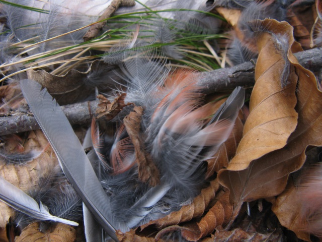Spiumata  Bellunese. Ciuffolotto (Pyrrhula pyrrhula)