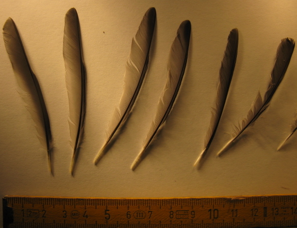 Spiumata  Bellunese. Ciuffolotto (Pyrrhula pyrrhula)