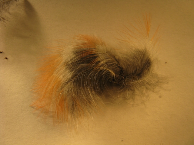 Spiumata  Bellunese. Ciuffolotto (Pyrrhula pyrrhula)