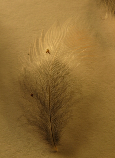 Spiumata  Bellunese. Ciuffolotto (Pyrrhula pyrrhula)