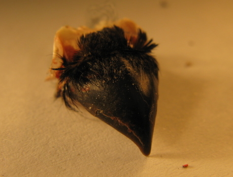 Spiumata  Bellunese. Ciuffolotto (Pyrrhula pyrrhula)
