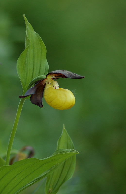 Cypripedium calceolus