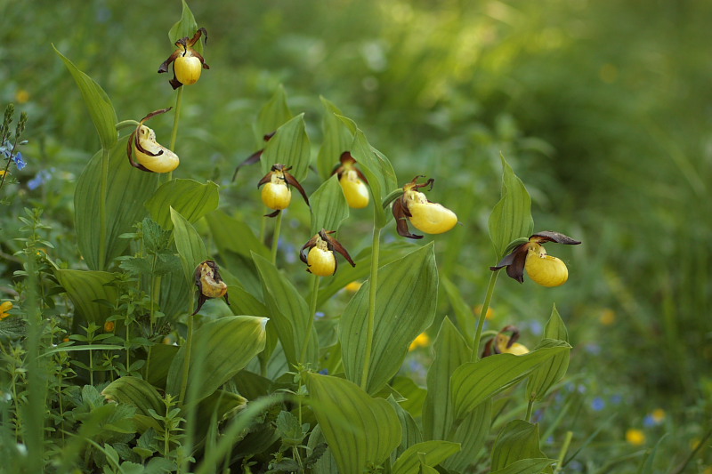 Cypripedium calceolus