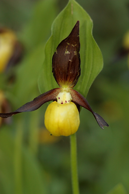 Cypripedium calceolus