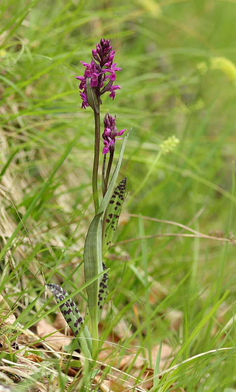Dactylorhiza lapponica subsp. rhaetica