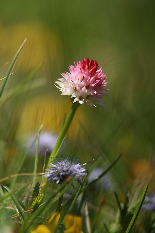 Nigritella widderi