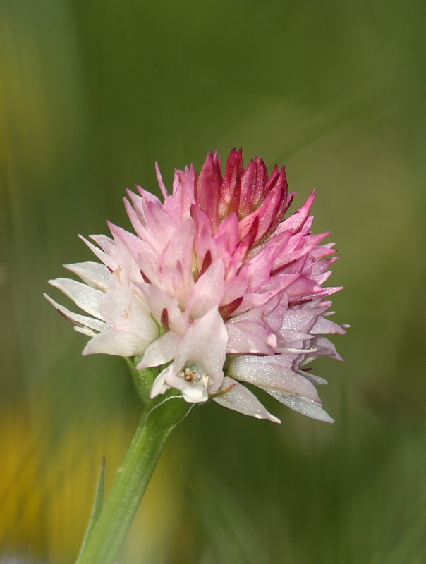 Nigritella widderi