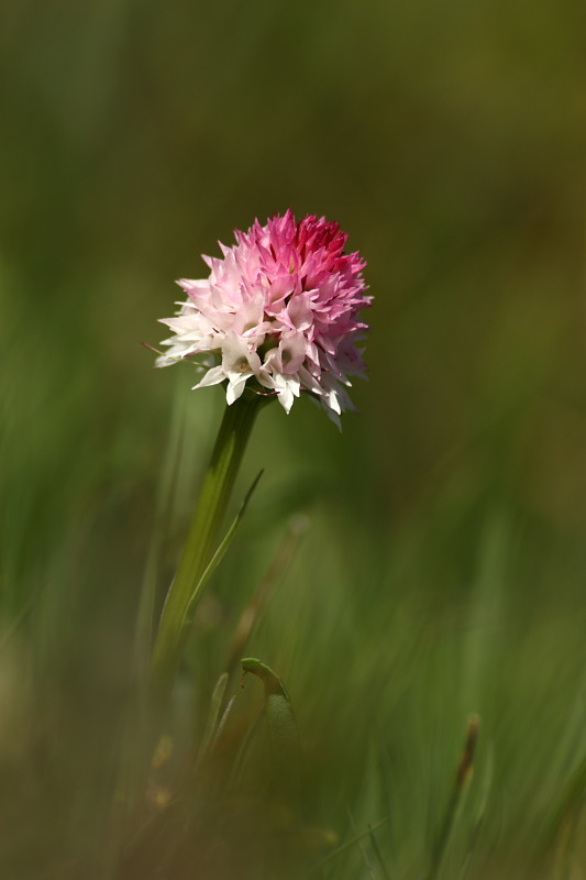 Nigritella widderi