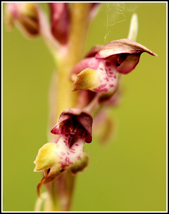 Anacamptis coriophora subsp. fragrans