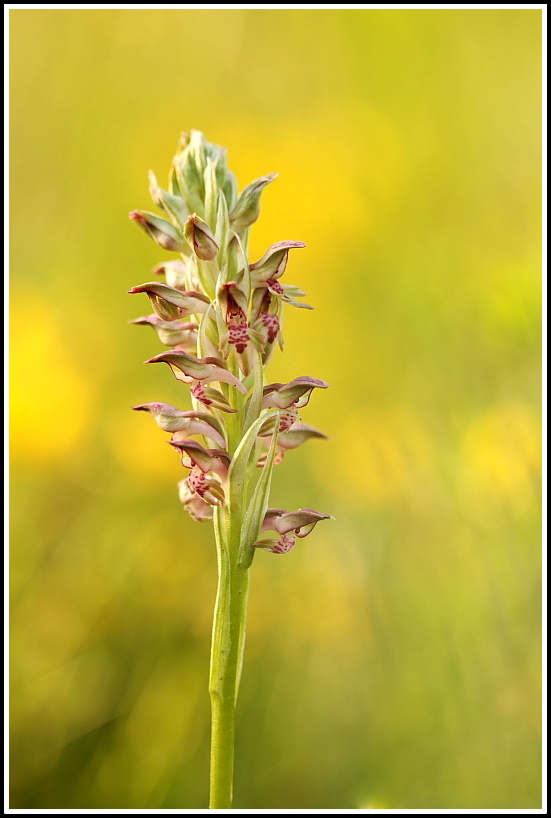 Anacamptis coriophora subsp. fragrans